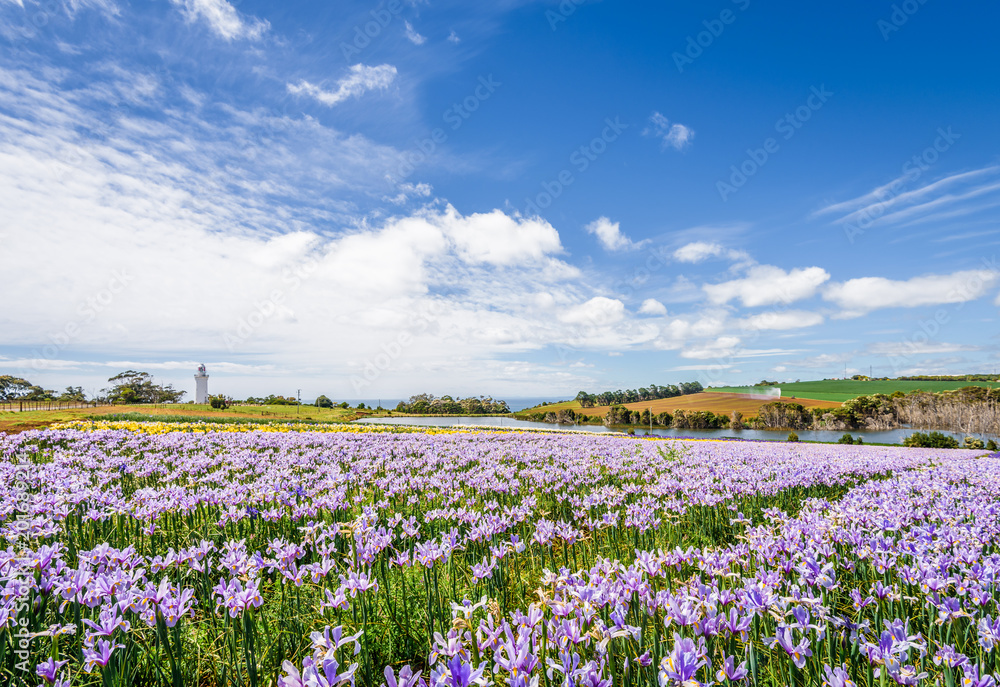Beautiful view to fields of wonderful colored flowers plants tulips cloves blossom warm sunny summer spring day with blue sky relaxing nature landscape, Table Cape Tulip, Wynyard, Tasmania, Australia