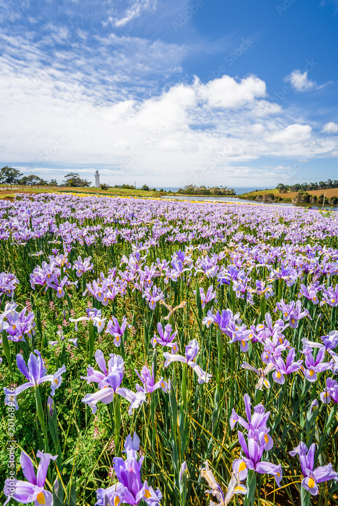 Beautiful view to fields of wonderful colored flowers plants tulips cloves blossom warm sunny summer spring day with blue sky relaxing nature landscape, Table Cape Tulip, Wynyard, Tasmania, Australia Beautiful view to fields of wonderful colored flowers plants tulips cloves blossom warm sunny summer spring day with blue sky relaxing nature landscape, Table Cape Tulip, Wynyard, Tasmania, Australia