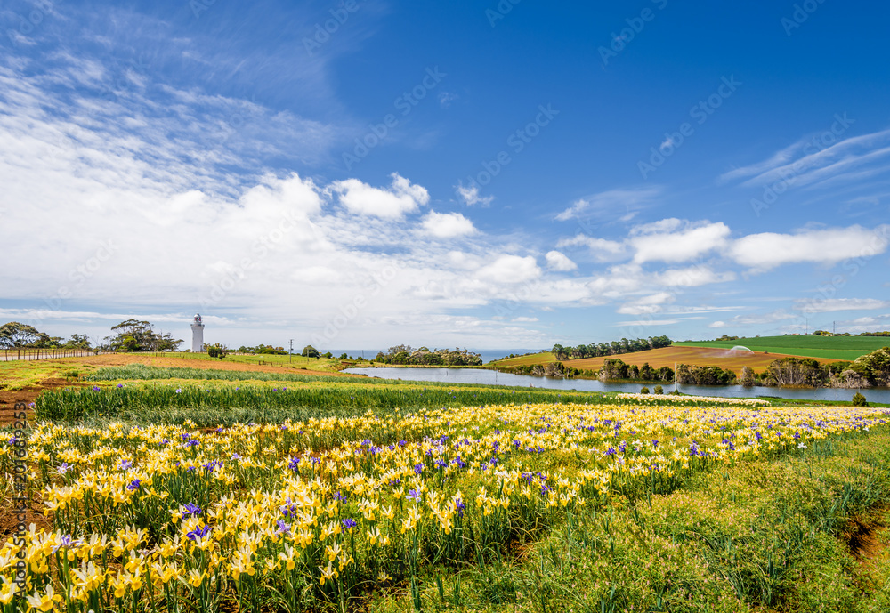 Beautiful view to fields of wonderful colored flowers plants tulips cloves blossom warm sunny summer spring day with blue sky relaxing nature landscape, Table Cape Tulip, Wynyard, Tasmania, Australia
