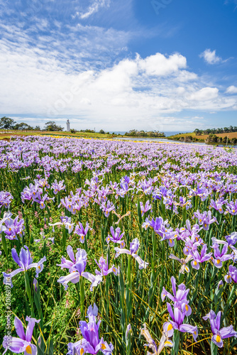 Beautiful view to fields of wonderful colored flowers plants tulips cloves blossom warm sunny summer spring day with blue sky relaxing nature landscape, Table Cape Tulip, Wynyard, Tasmania, Australia