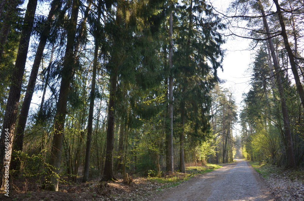 Fototapeta premium Olsztyn