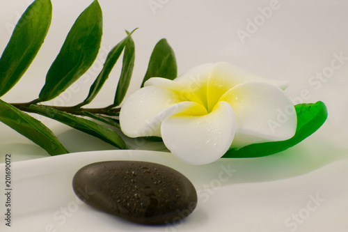 Spa still life on white background  relaxation and spa concept. Green leaves and black wet stones.