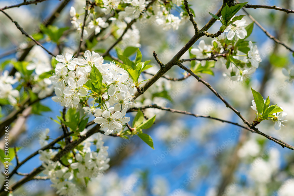 Die Blütes des Weichselbaumes Sauerkirsche Die Blütes des Weichselbaumes Sauerkirsche