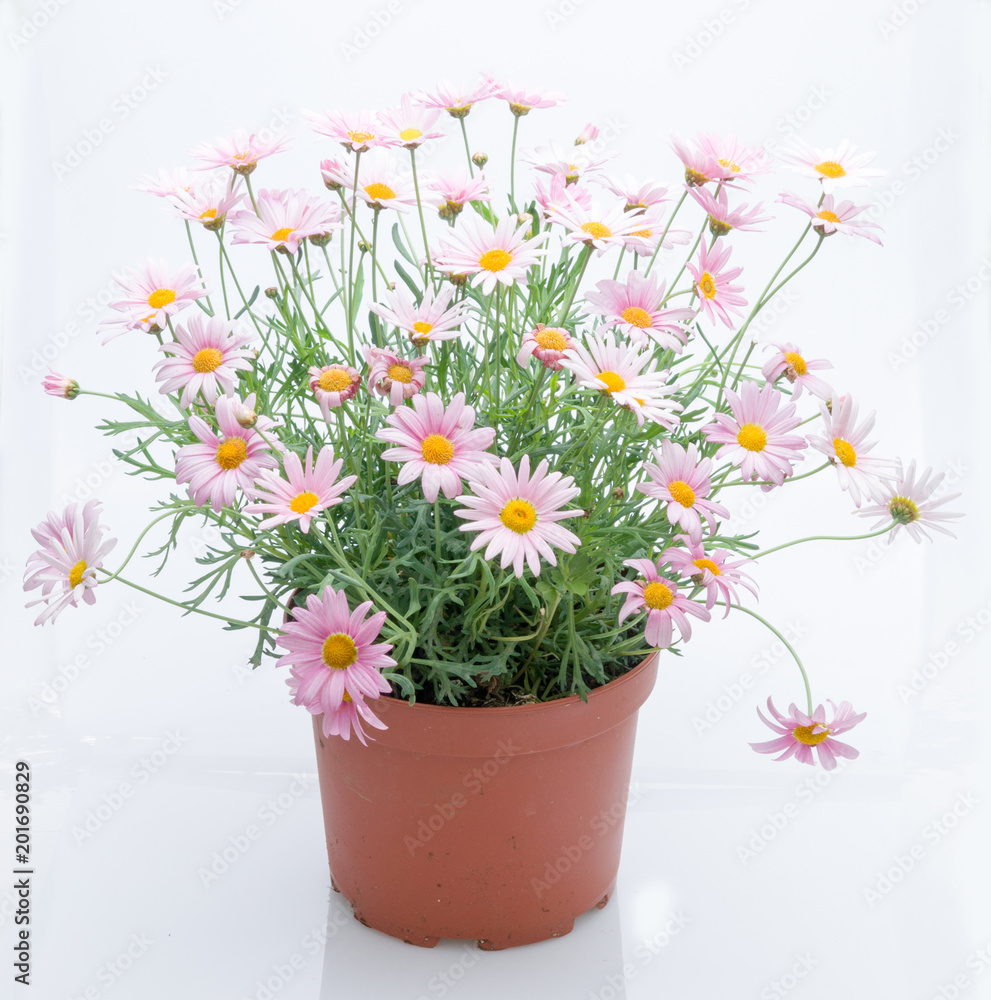 flowers in plastic pots over white flowers in plastic pots over white