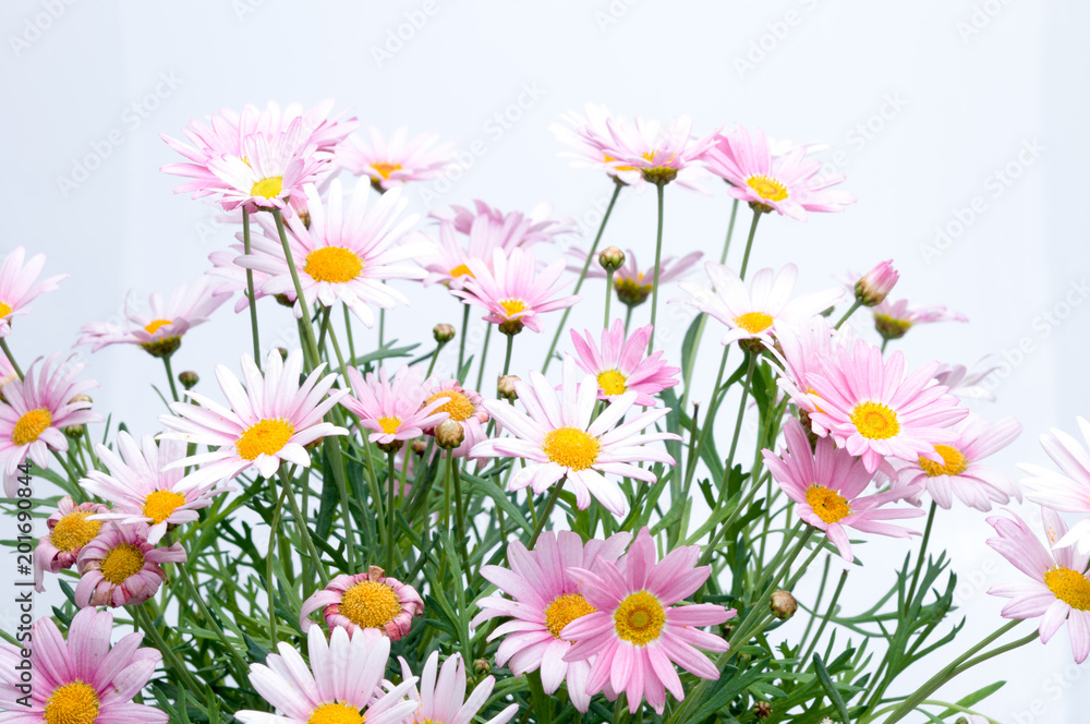 flowers in plastic pots over white