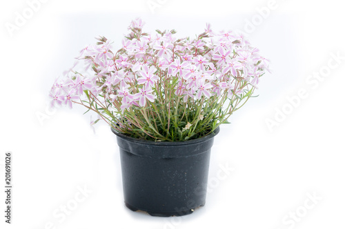 flowers in plastic pots over white