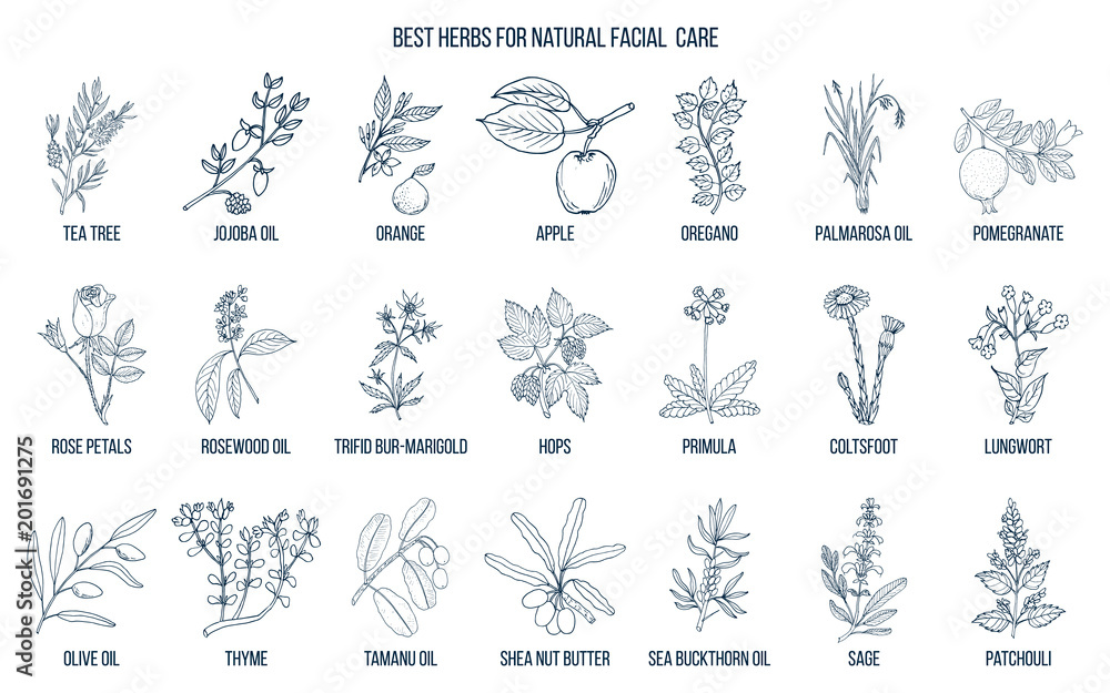 Best medicinal herbs for natural facial care Best medicinal herbs for natural facial care