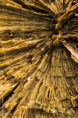 mold on the trunk of a fallen tree