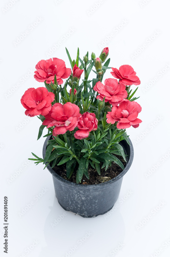 flowers in plastic pots over white