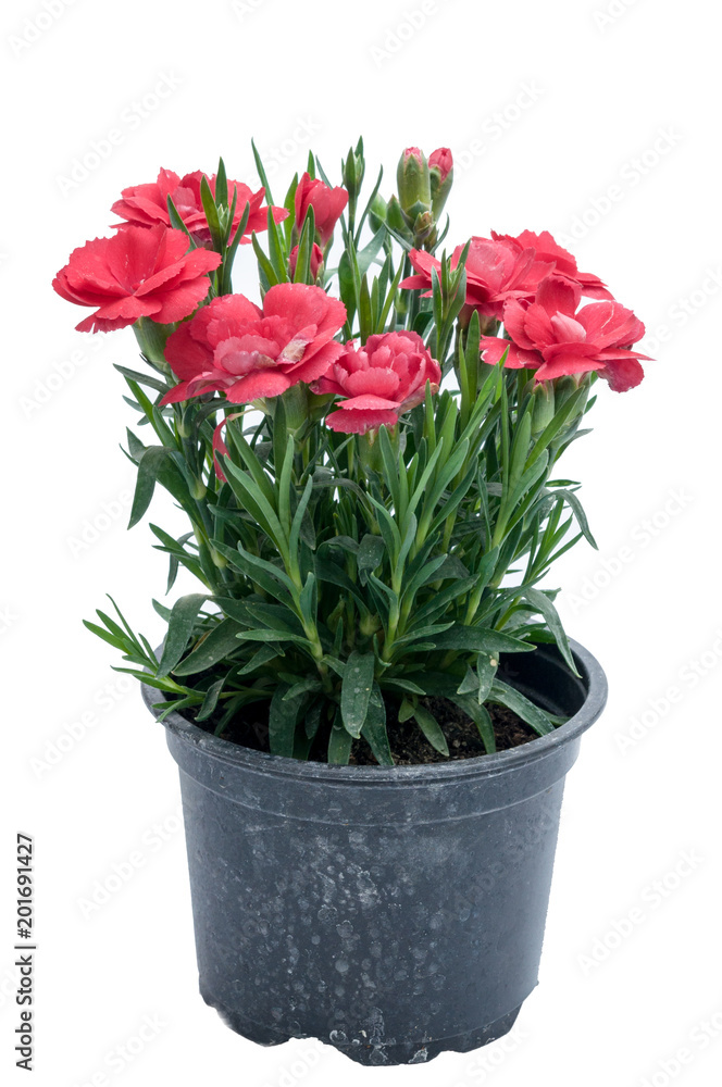 Fototapeta premium flowers in plastic pots over white