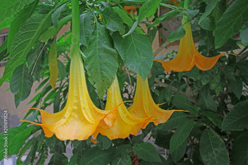 Tableau sur toile Melek borusu çiçeği , Brugmansia