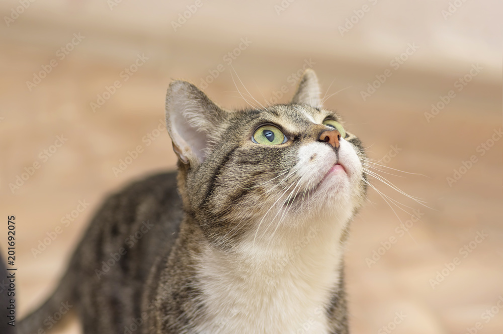 Gray cat with dark strips,looking up close-up Gray cat with dark strips,looking up close-up