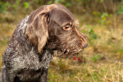 Dog breed drathaar portrait with a bunch of rowan berries in your mouth