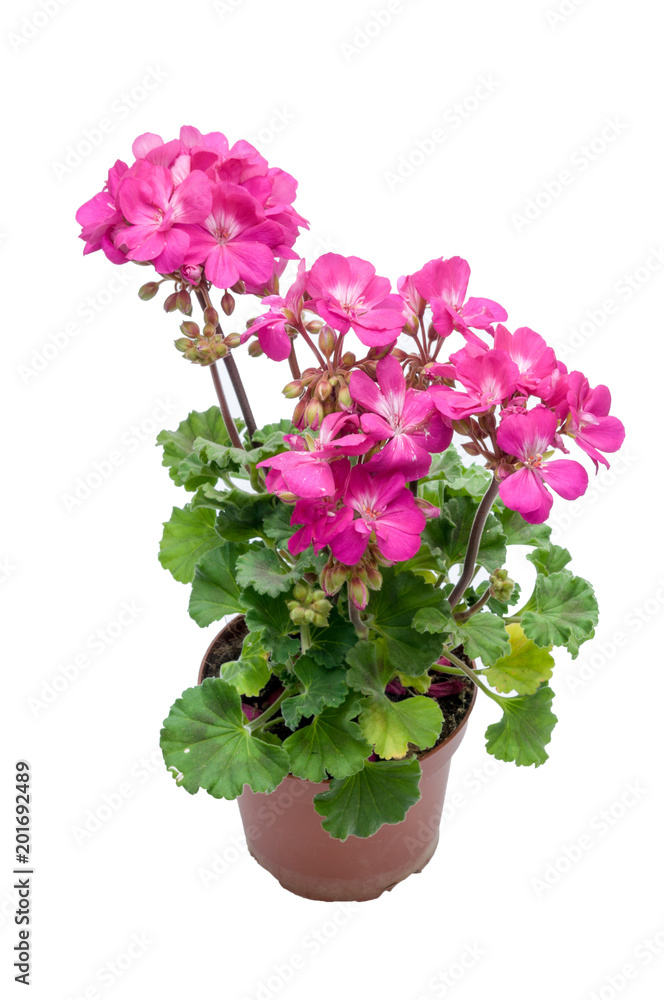 flowers in plastic pots over white