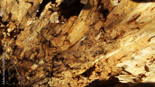 Wallpaper Mural Beautiful abstract wood background. Torontodigital.ca