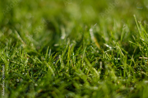 grass closeup, meadow macro 