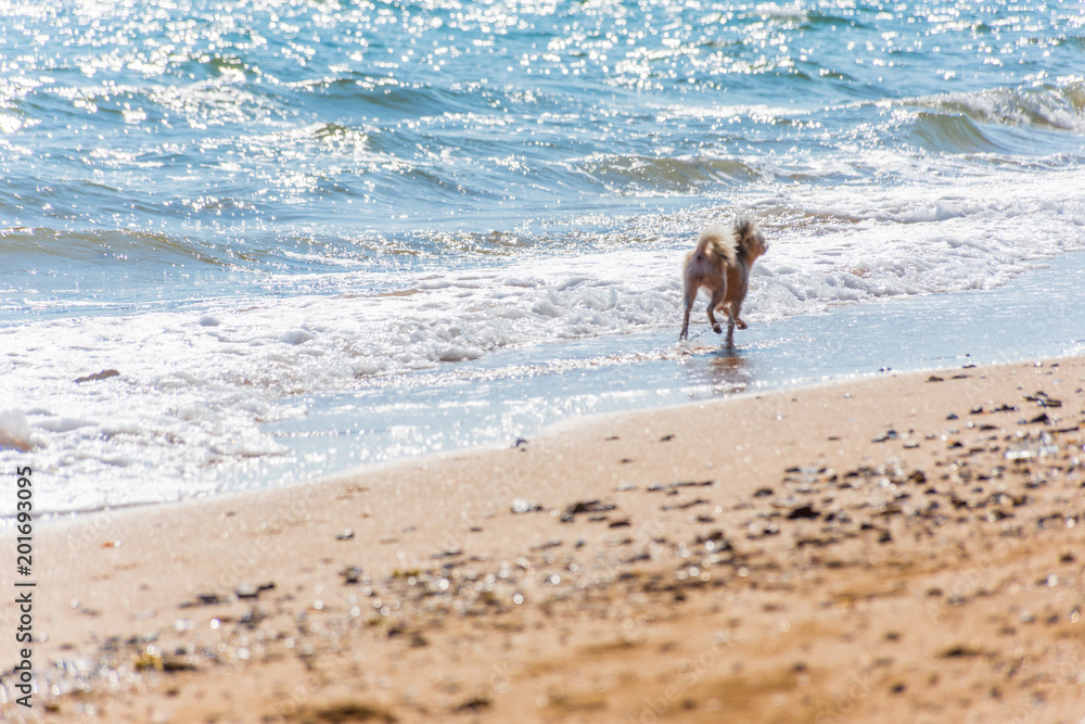 Dog running happy fun on beach when travel at sea Dog running happy fun on beach when travel at sea