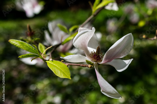 Magnolia. Arboretum Bolestraszyce.  photo