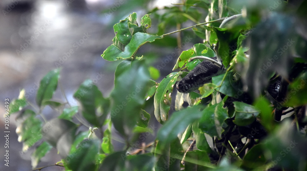 Fototapeta premium Resting wild gray snake on a branch with green leaves.