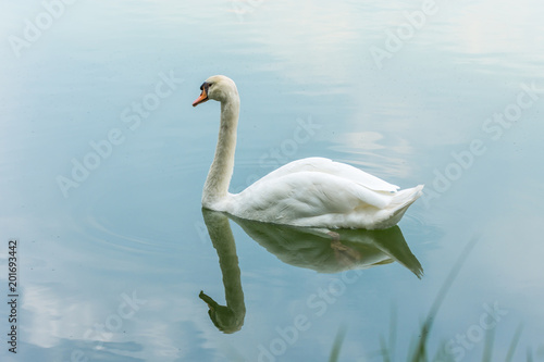 Bird  Swans  Cygnus  swimming in a nature wild