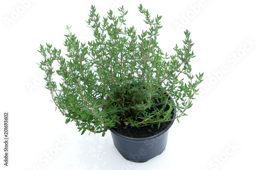 flowers in plastic pots over white