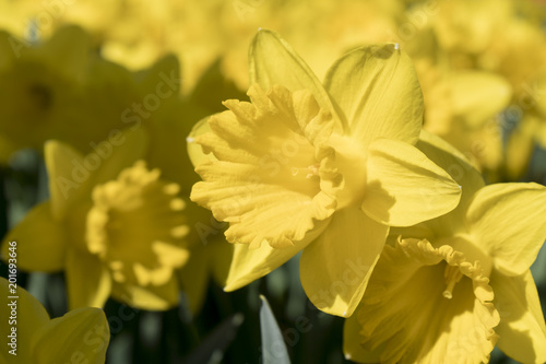 Fototapeta Naklejka Na Ścianę i Meble -  Nahaufnahme von Narzissenblüten