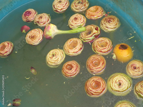 Obraz na plátně cleaned artichokes in a bath wit a lemon