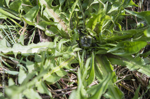 Fototapeta Naklejka Na Ścianę i Meble -  Flower of dandelion blossom in the middle of a plant with leaves.