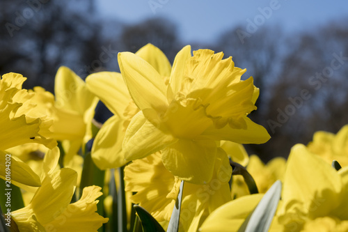 Fototapeta Naklejka Na Ścianę i Meble -  Narzissen vor blauem Himmel