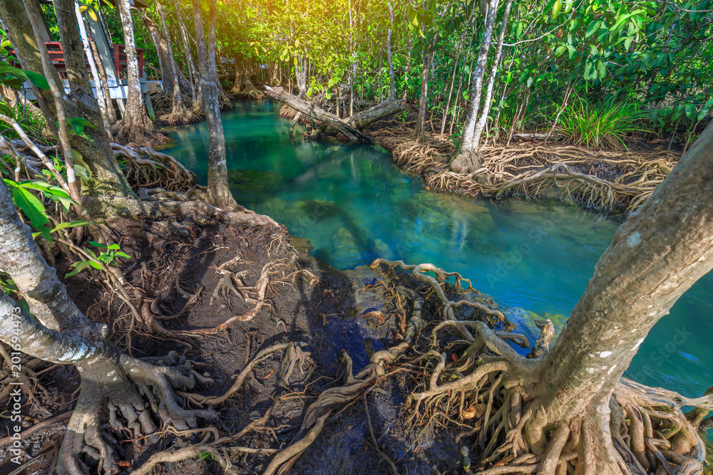 Amazing crystal clear emerald canal with mangrove forest , Krabi province, Thailand Amazing crystal clear emerald canal with mangrove forest , Krabi province, Thailand