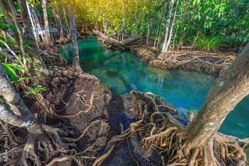 Amazing crystal clear emerald canal with mangrove forest   Krabi province  Thailand