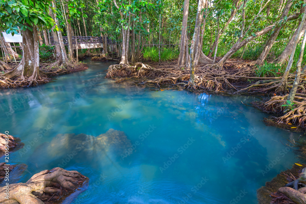 Naklejka premium Amazing crystal clear emerald canal with mangrove forest , Krabi province, Thailand