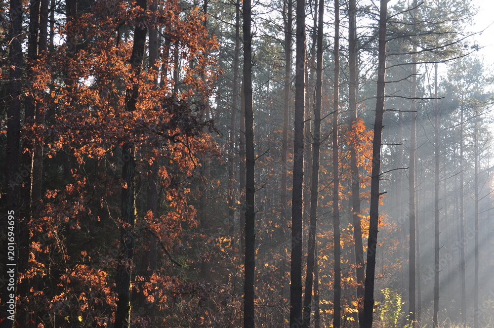 Obraz premium Mgła w lesie