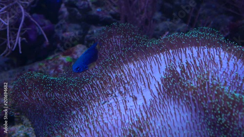 Algae are moving in the aquarium close up photo