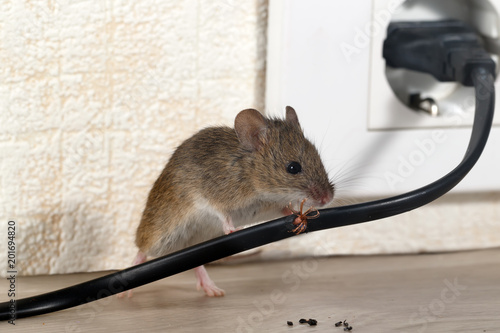 сloseup mouse gnaws wire  in an apartment house near wall and electrical outlet . Inside high-rise buildings. Fight with mice in the apartment. Extermination. Small DOF focus put only to wire.