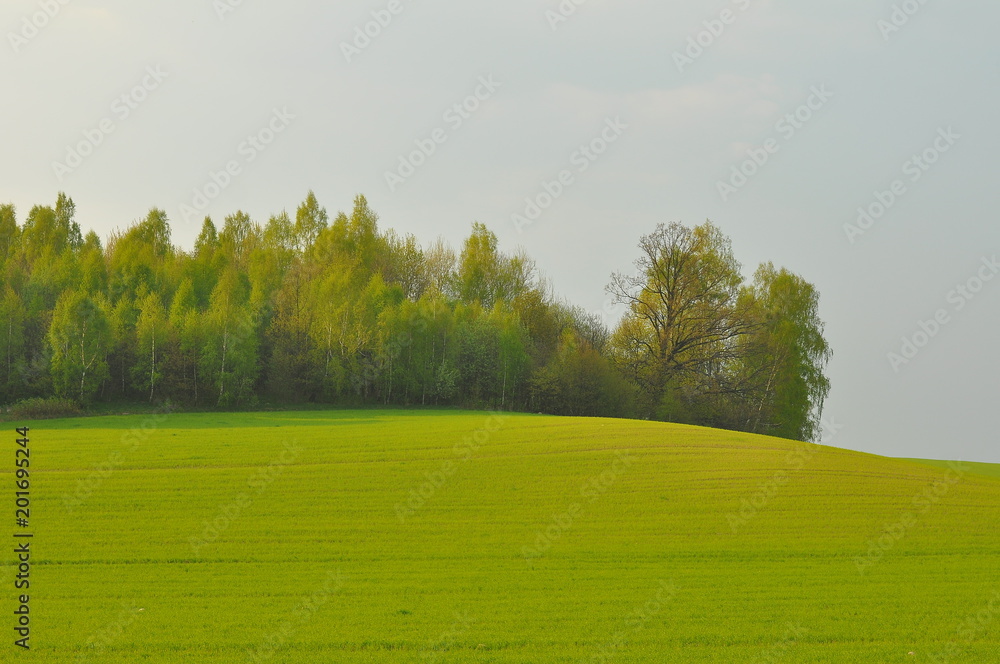 Fototapeta premium Wiosna