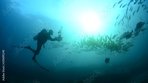 Wallpaper Mural Panamic porkfish (Anisotremus taeniatus),colorful yellow fish in a school, baitball or tornado, the Sea of Cortez. Cabo Pulmo, Baja California Sur, Mexico. Cousteau named it The world's aquarium. Torontodigital.ca
