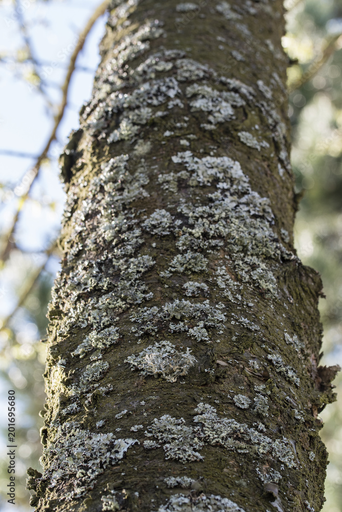 A lichen growing on a tree trunk. A lichen growing on a tree trunk.