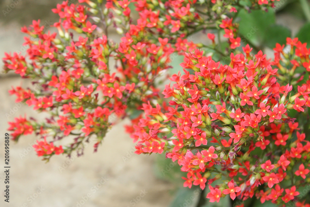 red blooming flowers,kalanchoe flowers in natural garden background