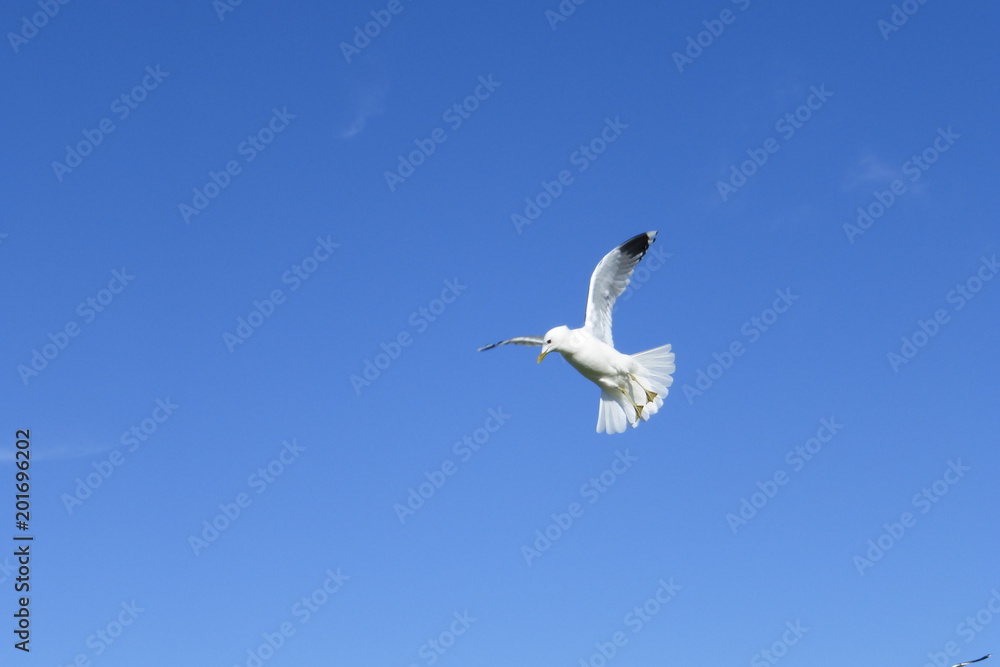 Obraz premium Möwe im Flug am blauen Himmel vor blauem Hintergrund am Meer