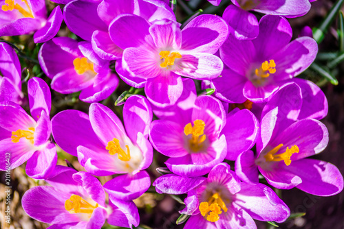 Fototapeta Naklejka Na Ścianę i Meble -  Beautiful lightful shiny spring breeze flower plants growing crocus bright yellow orange purple and white snowdrop in a green flowering park on a sunny spring summer morning day with bees butterfly