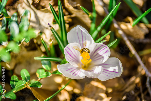 Beautiful lightful shiny spring breeze flower plants growing crocus bright yellow orange purple and white snowdrop in a green flowering park on a sunny spring summer morning day with bees butterfly photo