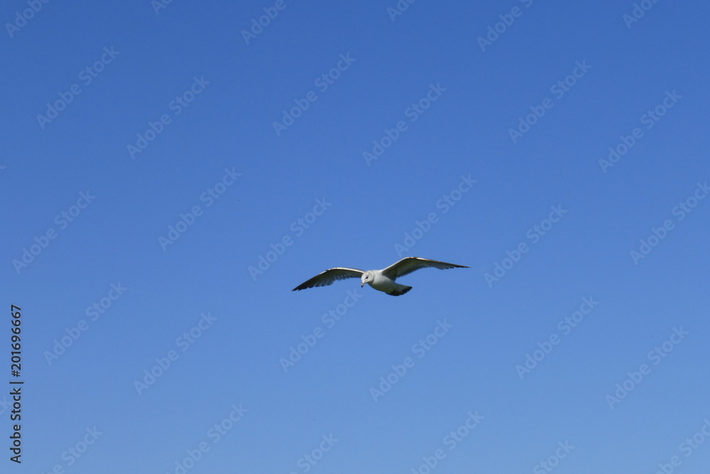 Möwe im Flug am blauen Himmel vor blauem Hintergrund am Meer