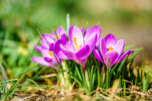 Beautiful lightful shiny spring breeze flower plants growing crocus bright yellow orange purple and white snowdrop in a green flowering park on a sunny spring summer morning day with bees butterfly