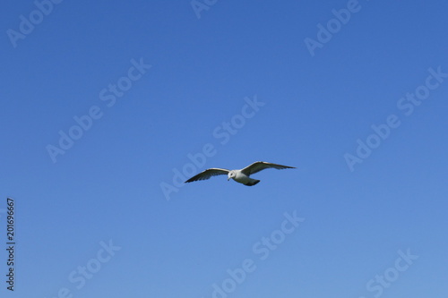 M  we im Flug am blauen Himmel vor blauem Hintergrund am Meer