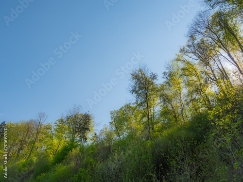 Wallpaper Mural spring forest backlit by soft sunlight Torontodigital.ca