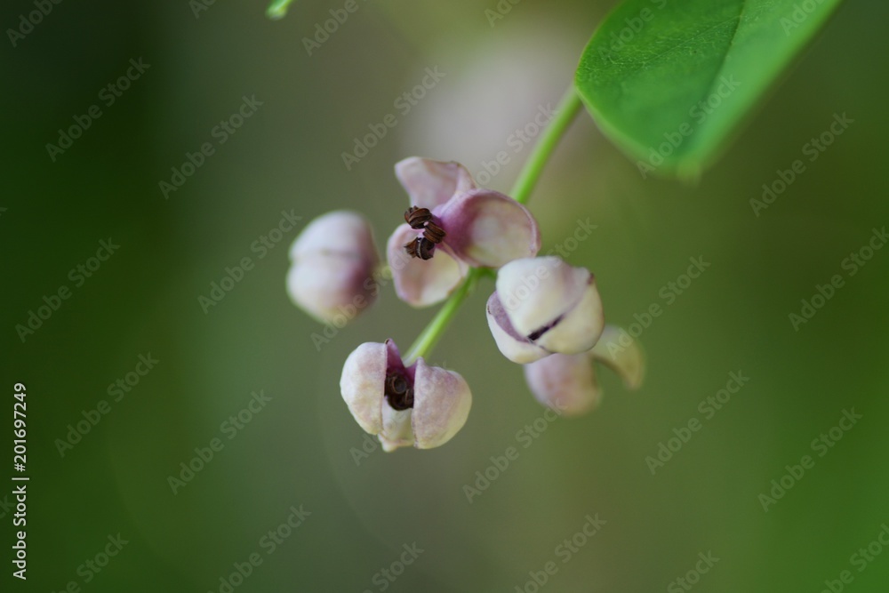 Diclinous plant / Flowers of Diclinous plant / Flowers of