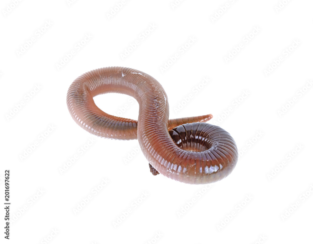 Fototapeta premium earthworm on white background