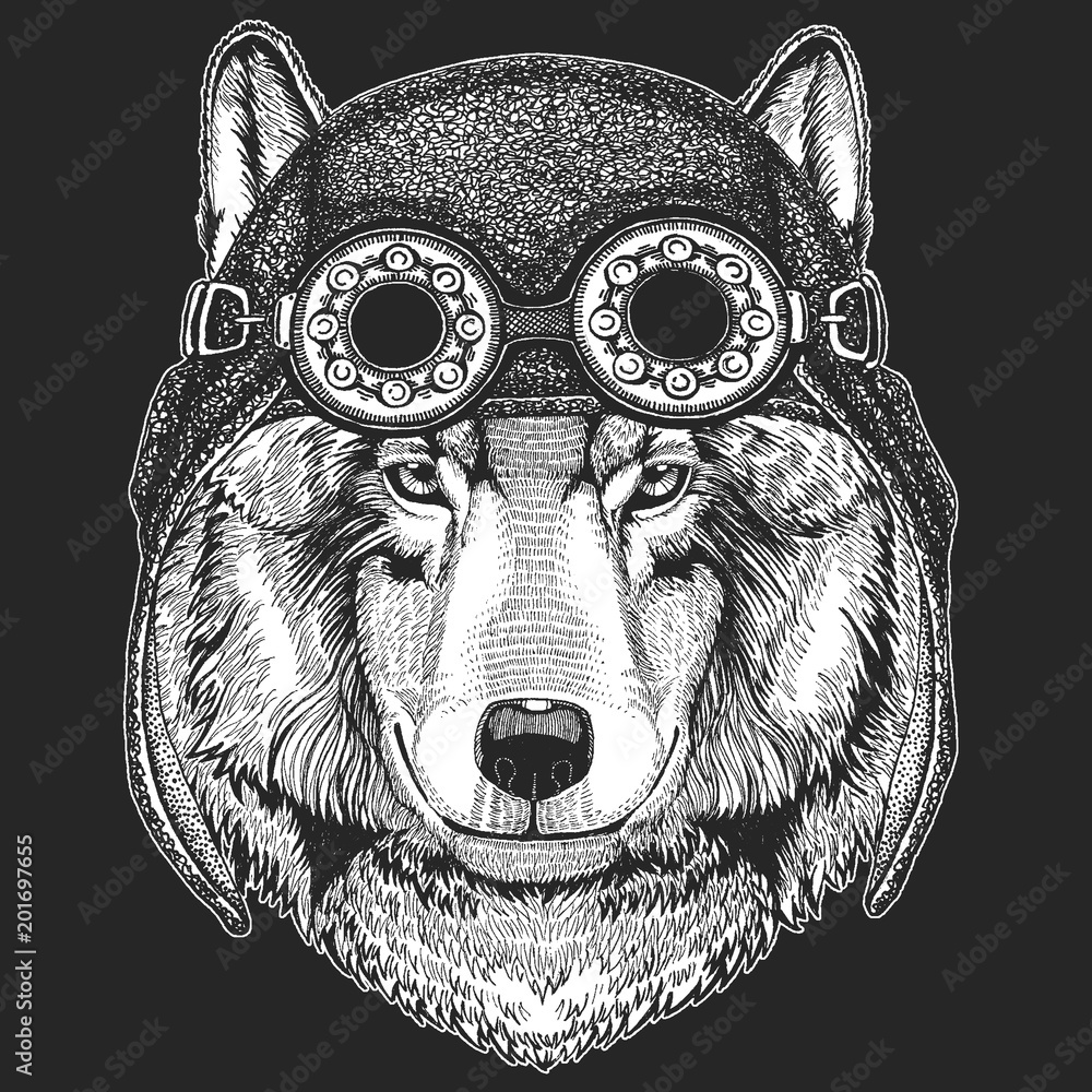 Fototapeta Cool animal wearing aviator, motorcycle, biker helmet. Wolf Dog Hand drawn image for tattoo, emblem, badge, logo, patch