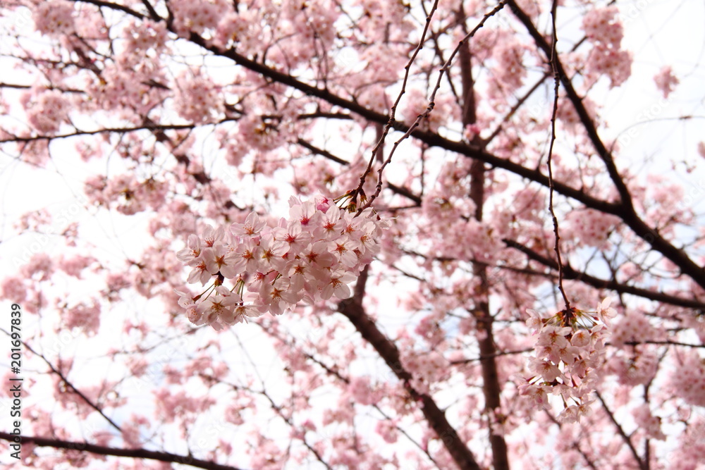 桜88 桜88